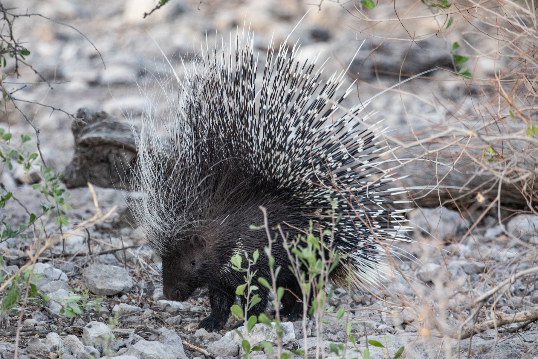 A rare sighting of a Porcupine in Etosha close to sunset.