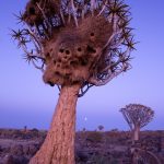 Quiver Trees in blue hour during our photography tour in Namibia