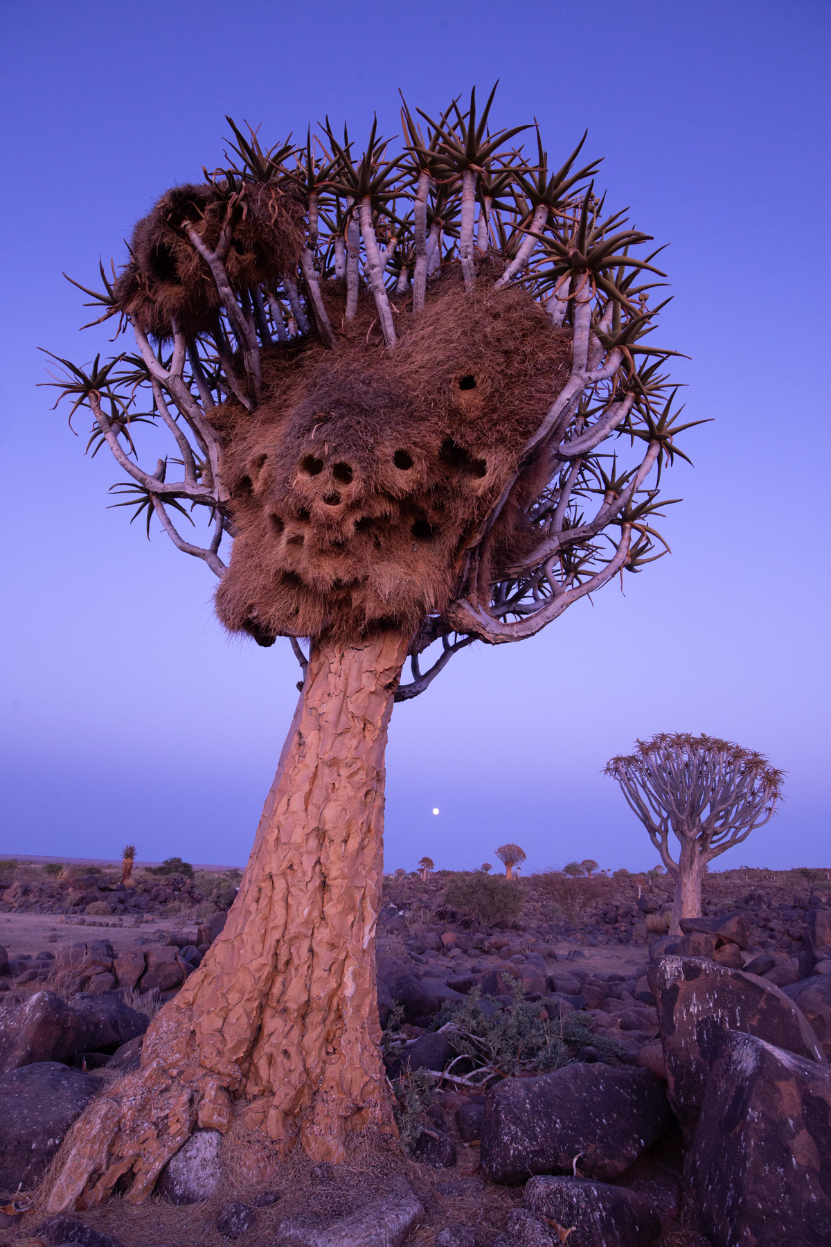 Quiver Trees in blue hour during our photography tour in Namibia