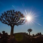 Quiver Tree sun burst during our Namibia photography tour