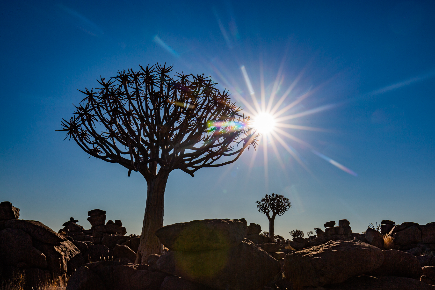 Quiver Tree sun burst during our Namibia photography tour