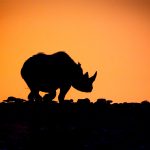 Rhino reflections during our Namibia wildlife photography tour