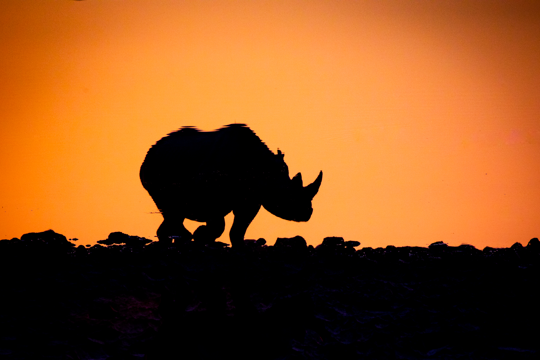 Rhino reflections during our Namibia wildlife photography tour