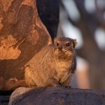 Rock Hyraxes can look quite buck-teethed when they look at you