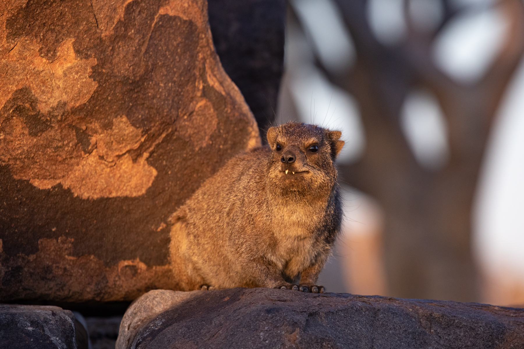 Rock Hyraxes can look quite buck-teethed when they look at you