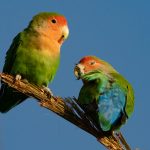 A pair of Rosy-faced Lovebirds enjoy the early morning sun at the Quiver Tree Forest
