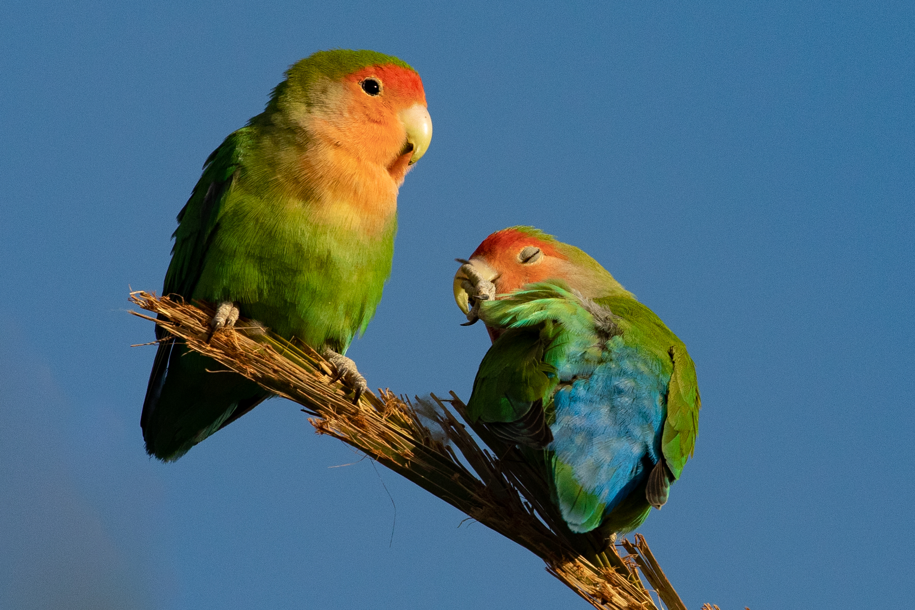 A pair of Rosy-faced Lovebirds enjoy the early morning sun at the Quiver Tree Forest