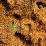 A colony of Rosy-faced Lovebirds using the nests of Sociable Weavers in the Quiver Tree Fores