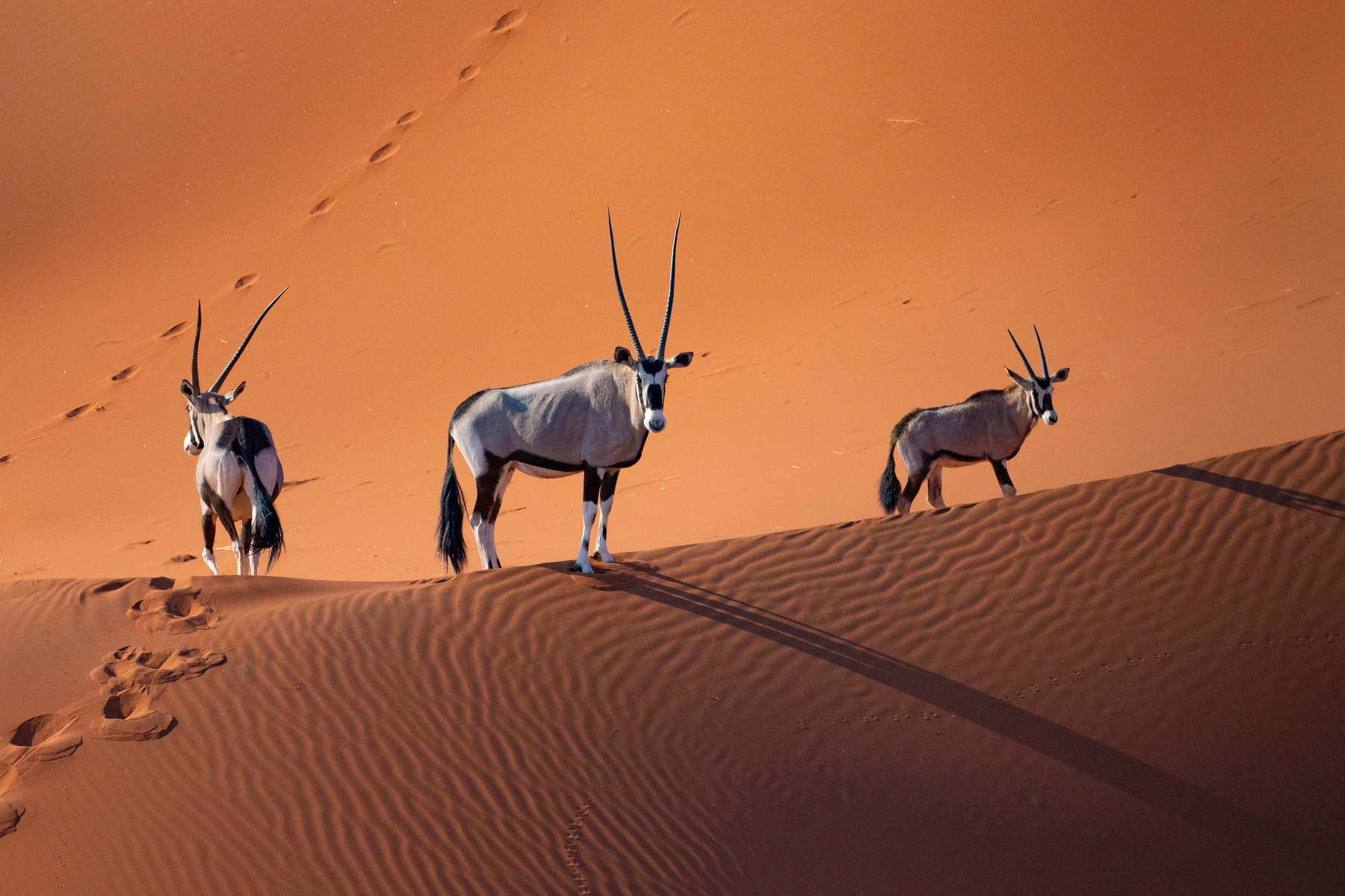 Three Oryx on a dune taking from our aerial flight in a helicopter with no doors!