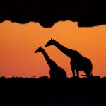 Sunset reflections of giraffes during our Namibia wildlife photography tour