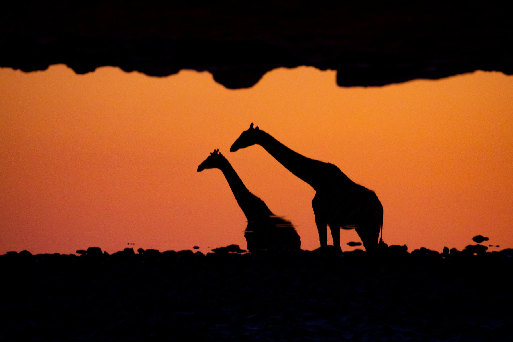 Sunset reflections of giraffes during our Namibia wildlife photography tour