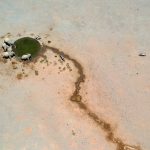 Aerial view of elephants and oryx in remote north-western Namibia