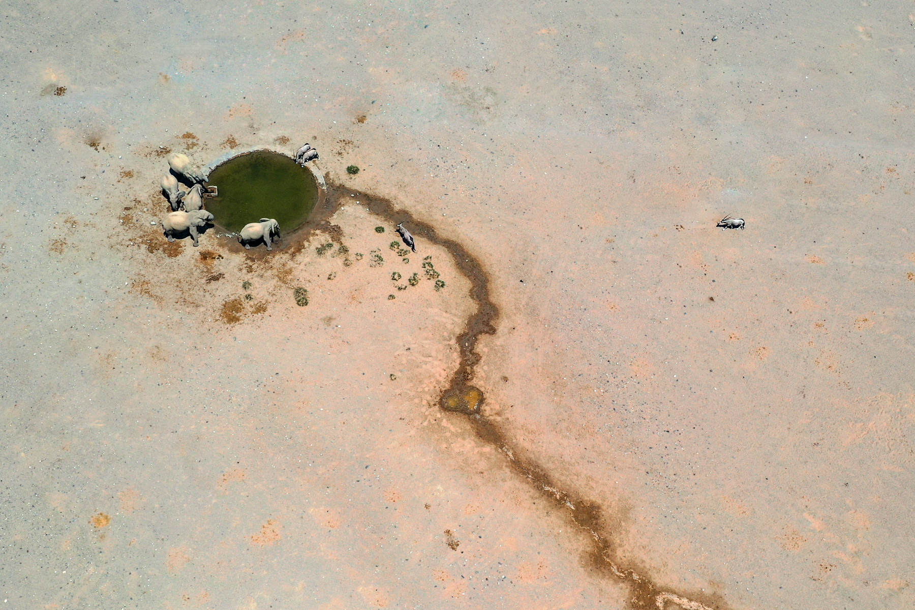 Aerial view of elephants and oryx in remote north-western Namibia