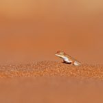 A cheeky Wedge-snouted Lizard runs around at our feet on Elim Dune in Sossusvlei