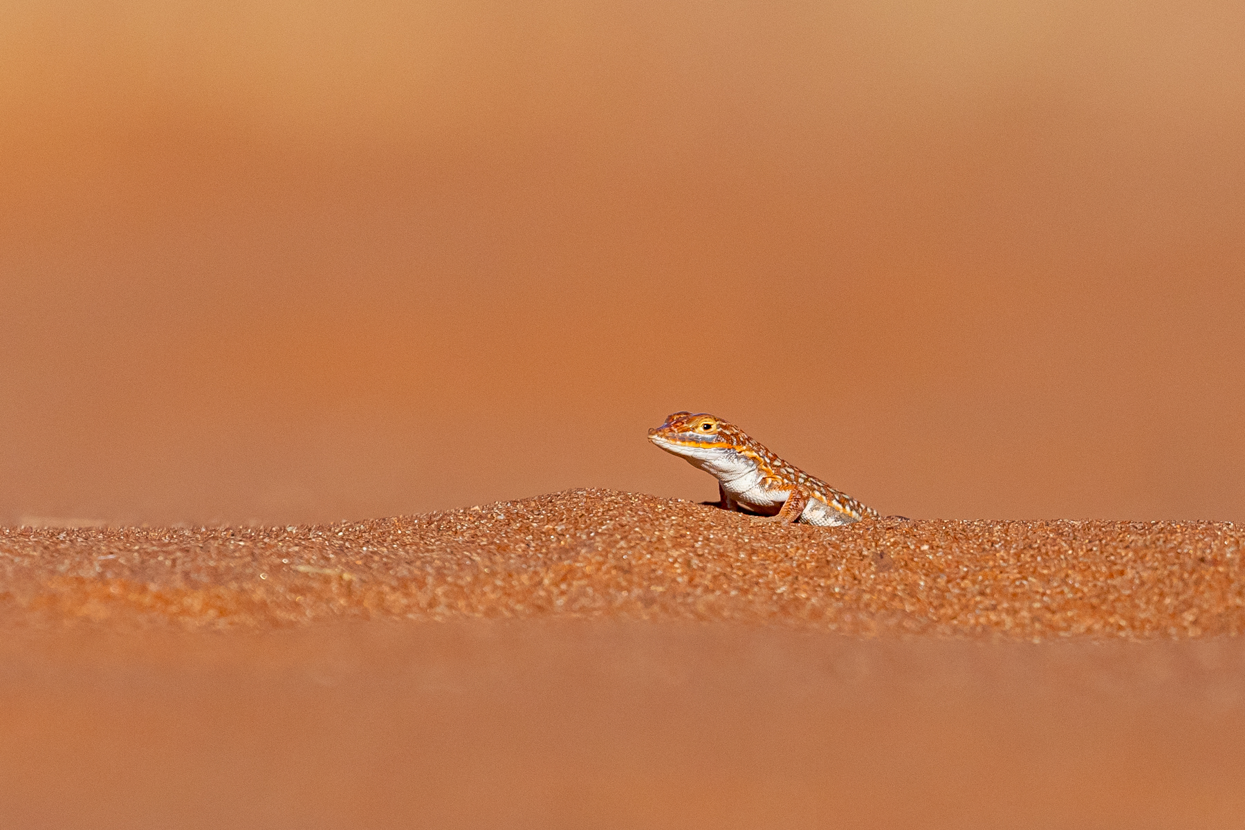 A cheeky Wedge-snouted Lizard runs around at our feet on Elim Dune in Sossusvlei