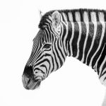 Zebra Portrait in black and white during our wildlife photography tour of Namibia