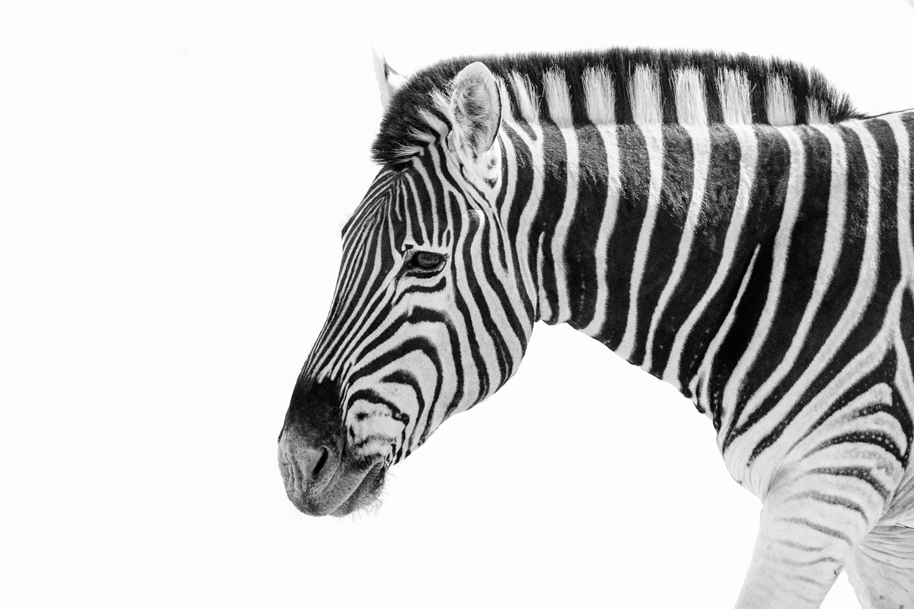 Zebra Portrait in black and white during our wildlife photography tour of Namibia