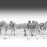 Zebras gather in the dust to wait their turn for a drink at the water hole