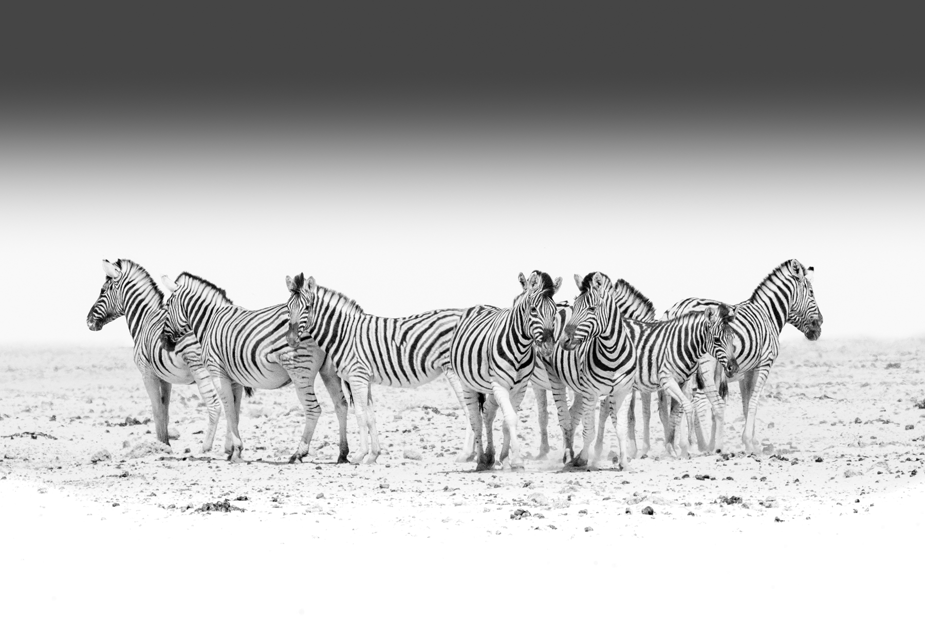 Zebras gather in the dust to wait their turn for a drink at the water hole