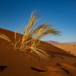 Dune grasses at sunset on Elim Dune in Sossusvlei during our photography tour of Namibia