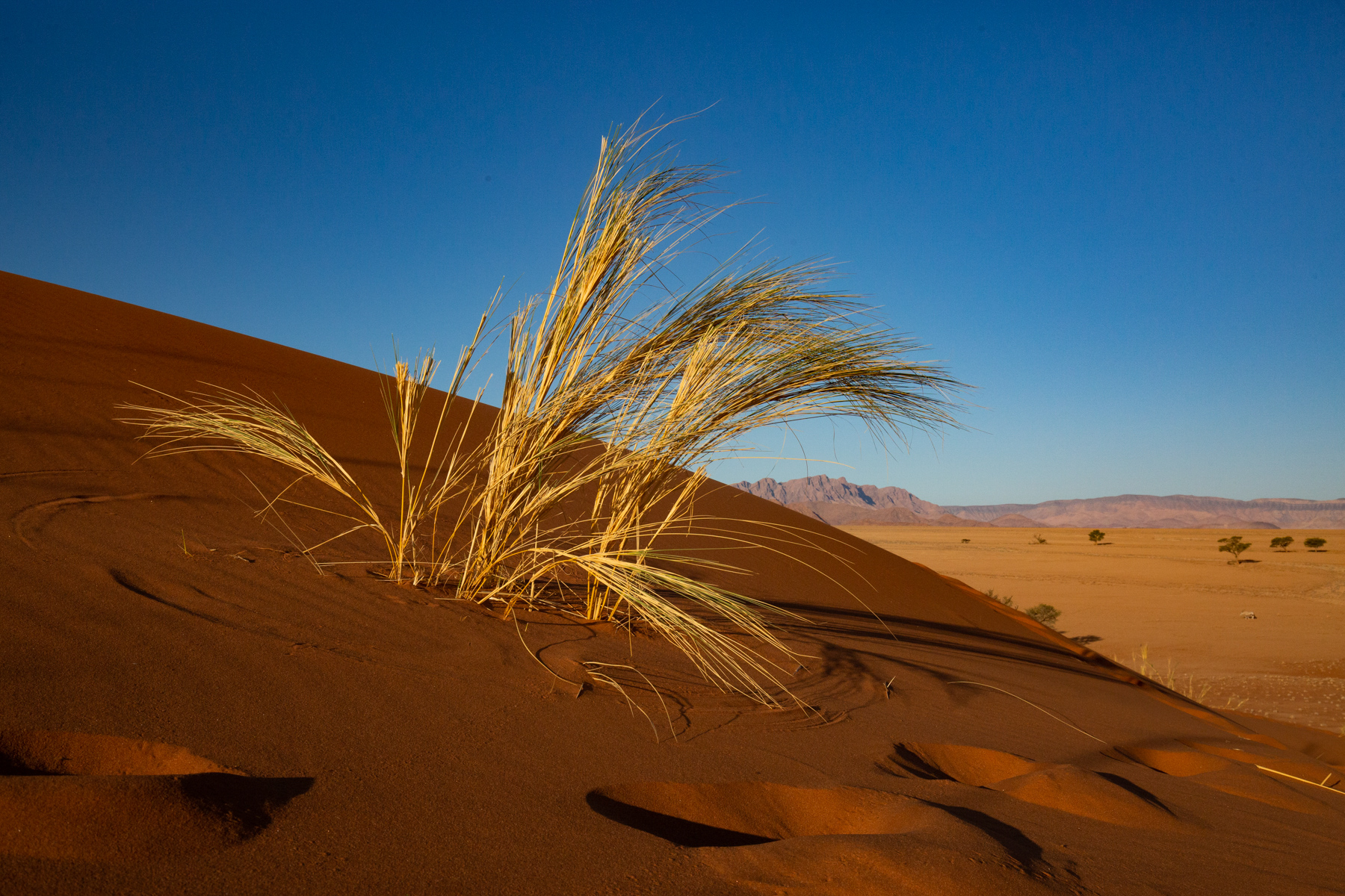 Dune grasses at sunset on Elim Dune in Sossusvlei during our photography tour of Namibia