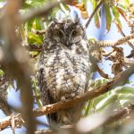 Abyssinian Owl; not the greatest photo but this is a rare and seldom-seen creature (image by Mark Beaman)