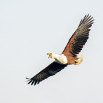 The evocative cry of the African Fish Eagle is one of the charismatic sounds of Africa (image by Mark Beaman)
