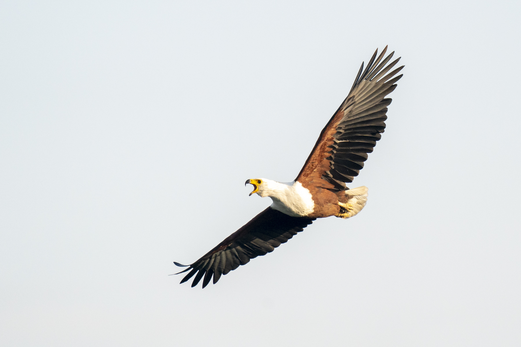 The evocative cry of the African Fish Eagle is one of the charismatic sounds of Africa (image by Mark Beaman)