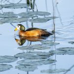 African Pygmy Goose (image by Mark Beaman)