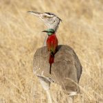 Photographing a Northern Carmine Bee-eater riding on an Arabian Bustard's back is a 'Holy Grail' of African bird photography... (image by Mark Beaman)