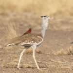 A Northern Carmine Bee-eater rides an Arabian Bustard. The bee-eater gets the flushed insects and perhaps the bustard gets a sharp-eyed lookout (image by Mark Beaman)