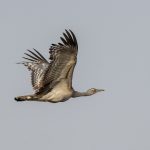 The endangered and fast-vanishing Arabian Bustard on our Ethiopia wildlife photography tour (image by Mark Beaman)