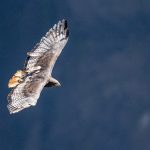 Augur Buzzard (image by Mark Beaman)