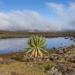 Early morning in the Bale Mountains of Ethiopia (image by Mark Beaman)