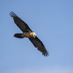Bearded Vulture or Lammergeier (image by Mark Beaman)