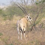 A Beisa Oryx in the dry bush country south of the Danakil Depression (image by Mark Beaman)