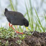 Black Crake (image by Mark Beaman)