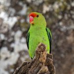 The endemic Black-winged Lovebird on our Ethiopia wildlife photography tour (image by Mark Beaman)