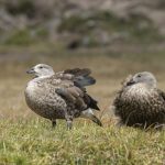 Blue-winged Geese in the Bale Mountains (image by Mark Beaman)