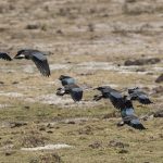 Blue-winged Geese in the Bale Mountains on our Ethiopian wildlife photography tour (image by Mark Beaman)