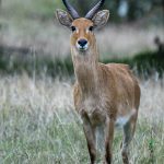 Bohor Reedbuck (image by Mark Beaman)