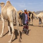 A camel market in eastern Ethiopia (image by Mark Beaman)