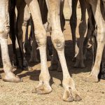 A forest of camel legs (image by Mark Beaman)