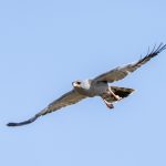 Dark Chanting Goshawk (image by Mark Beaman)