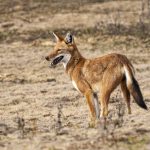 The critically endangered, endemic Ethiopian Wolf (image by Mark Beaman)