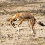 An Ethiopian Wolf pounces on its prey during our Ethiopia wildlife photography tour (image by Mark Beaman)