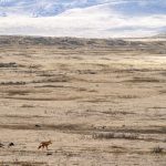 An Ethiopian Wolf wanders across the vast landscape of the Bale Mountains (image by Mark Beaman)