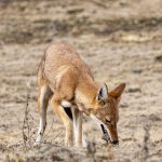 An Ethiopian Wolf eating a Blick's Grass Rat (image by Mark Beaman)