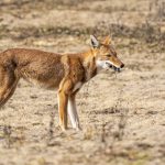 An Ethiopian Wolf eating a Blick's Grass Rat (image by Mark Beaman)