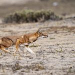 An Ethiopian Wolf in rodent stalking mode on our Ethiopia wildlife photography tour (image by Mark Beaman)